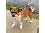 Brock Puggle Adult Male