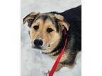 Adonis German Shepherd Dog Puppy Female