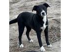 Adeliza Border Collie Puppy Female