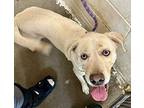Solyn Labrador Retriever Young Female