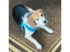 BENNY Beagle Adult Male