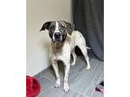 Tucker Hound (Unknown Type) Adult Male