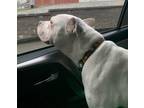 Gretchen American Pit Bull Terrier Adult Female