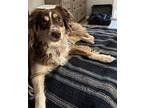 Roxy Australian Shepherd Young Female