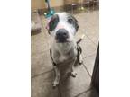 Chickpea Mixed Breed (Medium) Puppy Female