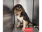 Markie Hound (Unknown Type) Puppy Female