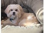 Simon Cairn Terrier Adult Male