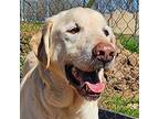 Connor Labrador Retriever Young Male
