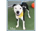 MAX American Bulldog Adult Male