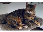 Amber Domestic Shorthair Senior Female