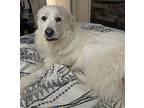 Mosey Great Pyrenees Young Female