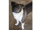 Zozo American Pit Bull Terrier Adult Female