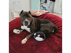 Noah Mixed Breed (Medium) Senior Male