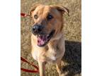 Bud German Shepherd Dog Adult Male