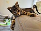 Gavin Domestic Shorthair Kitten Male