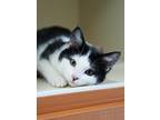 Emerson Domestic Shorthair Kitten Male