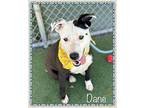 DANE Pointer Young Male