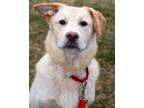 Zero Labrador Retriever Puppy Male