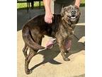 Diesel Labrador Retriever Adult Male