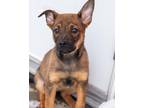 Maria German Shepherd Dog Puppy Female