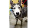 Kendra Husky Adult Female