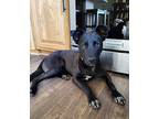 Nessie Mixed Breed (Large) Puppy Female