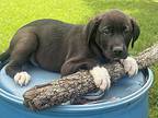 Bear Labrador Retriever Puppy Male