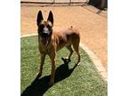 Scar German Shepherd Dog Adult Male
