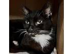 Stash Domestic Shorthair Senior Male
