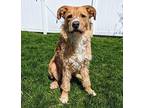 Oso Golden Retriever Young Male