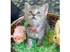 Nova Manx Kitten Female