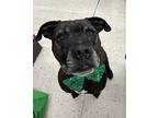 Sargent Glover Labrador Retriever Senior Male