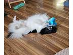 Noah $450 Pomeranian Adult Male