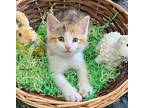 Neptune Manx Kitten Female