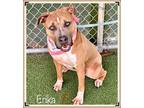 ERIKA American Pit Bull Terrier Adult Female
