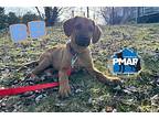 BB Labrador Retriever Puppy Male