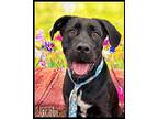 Jacobi Labrador Retriever Adult Male