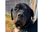 Cassidy Rottweiler Adult Female