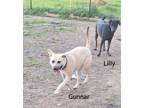 Adopt Gunnar a Labrador Retriever, Black Mouth Cur