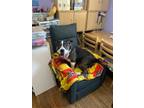 Adopt Doula a American Staffordshire Terrier