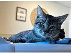 Special Agent Domestic Shorthair Kitten Male