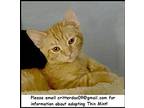 Sweet Tart Domestic Shorthair Kitten Male