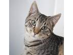 Ollie Domestic Shorthair Kitten Male