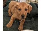 Ginger Rhodesian Ridgeback Puppy Female