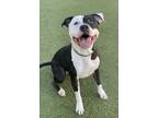 Jacques American Pit Bull Terrier Adult Male
