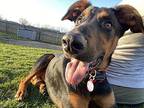 Halo Mixed Breed (Medium) Puppy Male