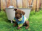 Donnie Mixed Breed (Medium) Puppy Male