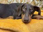Maggie Doberman Pinscher Young Female