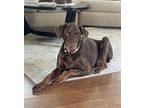 Fannie Mae Doberman Pinscher Senior Female