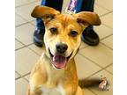 Layla Shepherd (Unknown Type) Puppy Female